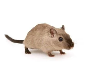 96年鼠男2020运势