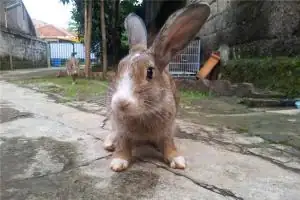 1963年的人属什么生肖