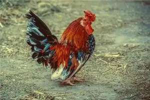 1981年的属相命运