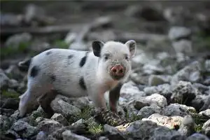 1959年的人生运程如何