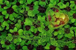 属鼠男和属蛇女的婚姻相配吗