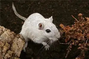 今年本命年是什么生肖