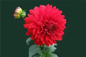 壬辰日出生的人命运如何？