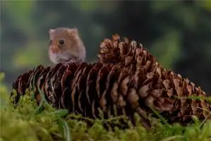 属鼠人2024年的命运如何