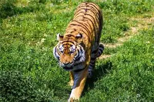 属虎人2024年大吉方位，可以摆放什么催旺