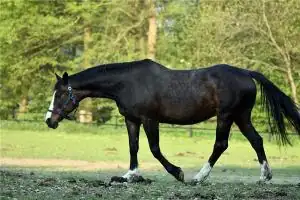 1990年属马姻缘如何， 90年属马女旺夫吗