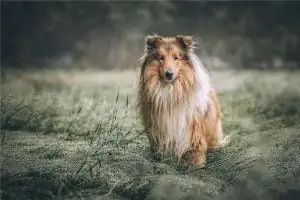 2024年属狗人姻缘婚恋运势