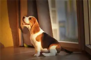 1994年属狗的人住几楼最吉利