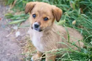 1970年属狗男2024年运势及运程每月运程